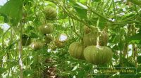 TRỒNG RAU SẠCH CÔNG NGHỆ CAO