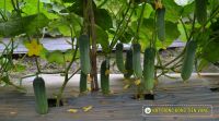 THAM QUAN ĐẦU BỜ MÔ HÌNH TRỒNG ĐỖ ĐỒNG TIỀN VÀNG