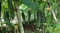 Bài thuốc dân gian từ mướp đắng chữa viêm họng chỉ trong 15'