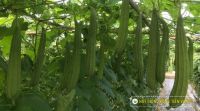 Ando 69 - Giống ớt chịu hạn, chịu phèn tốt