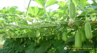 "Bí kíp" làm nước ép mướp đắng để giải độc gan và làm đẹp