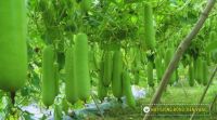 5 lý do nên ăn đậu cô ve nhiều hơn
