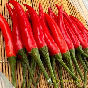 Ớt hiểm lai F1 - Red Sky 95