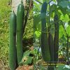 bi-dao-lai-f1-green-658 - ảnh nhỏ 6