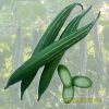 lac-lay-lai-f1-glory-02 - ảnh nhỏ 4