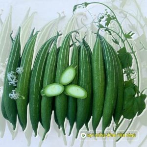 Lặc lày lai F1 - Glory 02