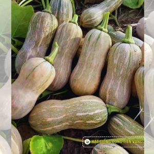 Bí đỏ lai F1 - Super Dream 60