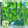 muop-huong-lai-f1-melo-65 - ảnh nhỏ 6