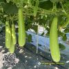 bau-lai-f1-garden-511 - ảnh nhỏ 3