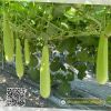 bau-lai-f1-garden-511 - ảnh nhỏ 4