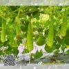 bau-xi-lai-f1-rooster-21 - ảnh nhỏ 5