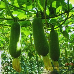 Bí đao lai F1 - Java 68