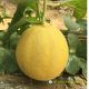 Dưa lưới lai F1 - Honeydew 1