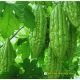 Khổ qua lai F1 - TLP 919