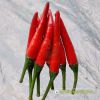 ot-hiem-lai-f1-red-sky-86 - ảnh nhỏ 5