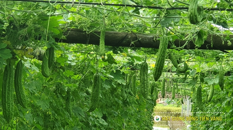 KỸ THUẬT TRỒNG KHỔ QUA LAI F1 - SU 35 NEW