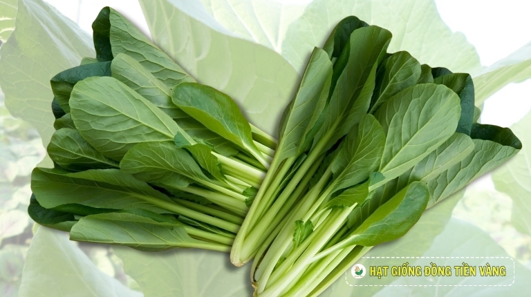 KỸ THUẬT TRỒNG CẢI NGỌT - TLP 198