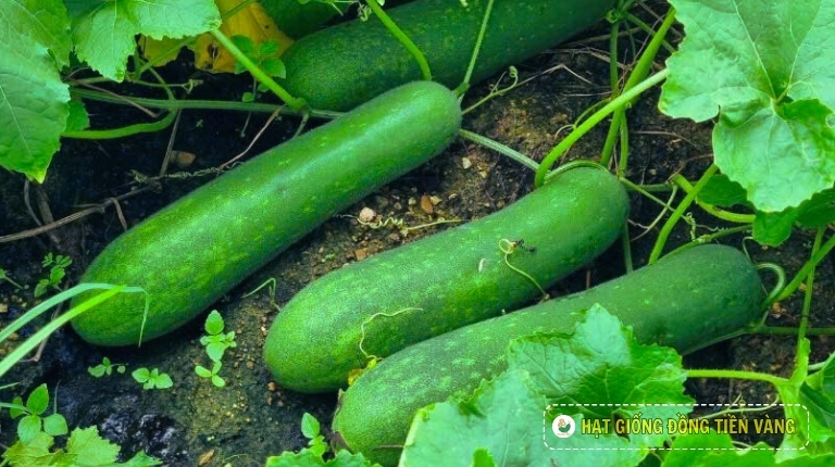 KỸ THUẬT TRỒNG BÍ ĐAO LAI F1 - UPLAND 12