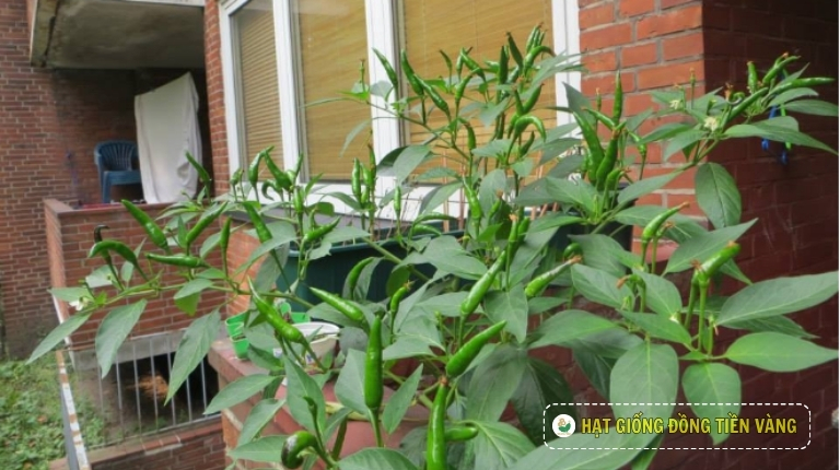 NGƯỜI VIỆT CÓ 1 LOẠI CÂY ‘TOÀN NĂNG’, MỌI BỘ PHẬN ĐỀU LÀ THUỐC QUÝ