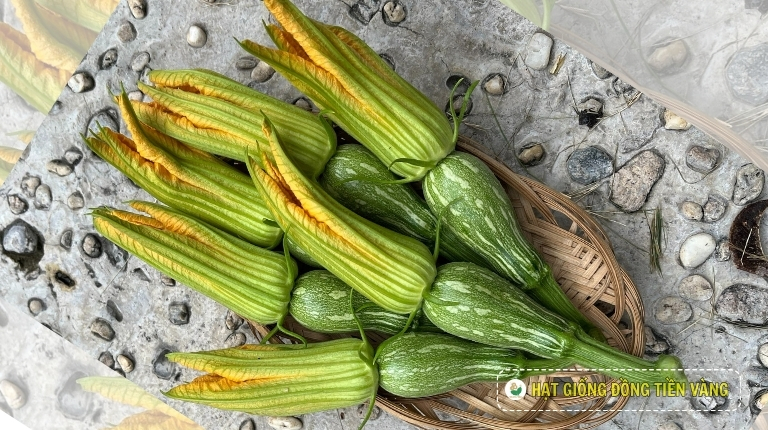 KỸ THUẬT TRỒNG BÍ ĐỎ ĂN NỤ LAI F1 – VALLEY 404