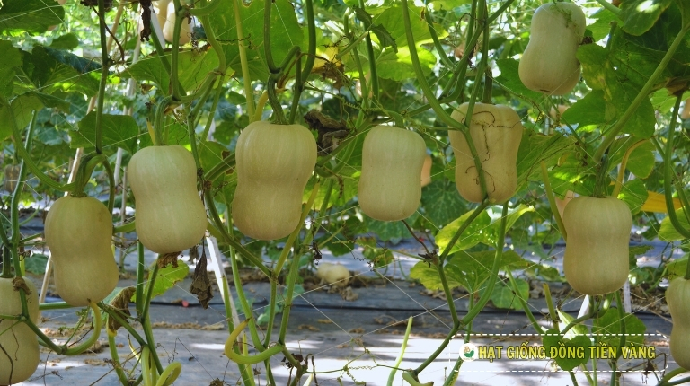 GIÁ TRỊ DINH DƯỠNG TỪ TRÁI BÍ ĐỎ