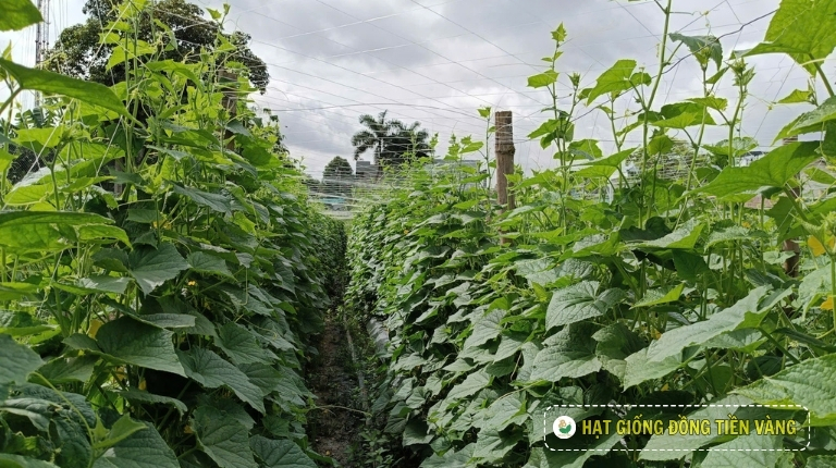 KỸ THUẬT TRỒNG DƯA LEO LAI F1 - GALAXY 131