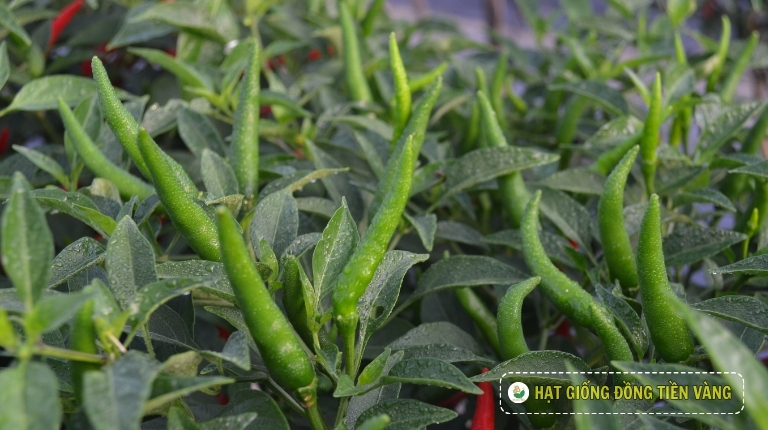 KỸ THUẬT TRỒNG ỚT HIỂM LAI F1 - RED SKY 95