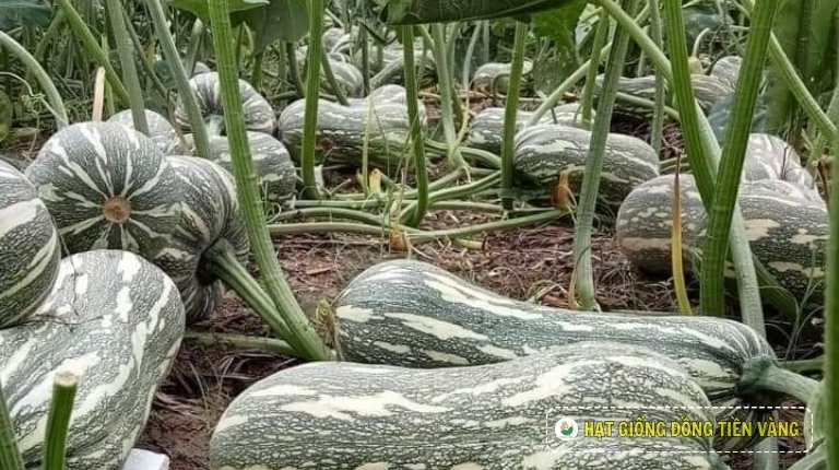 BÍ ĐỎ - THỰC PHẨM "VÀNG" TRONG BỮA ĂN