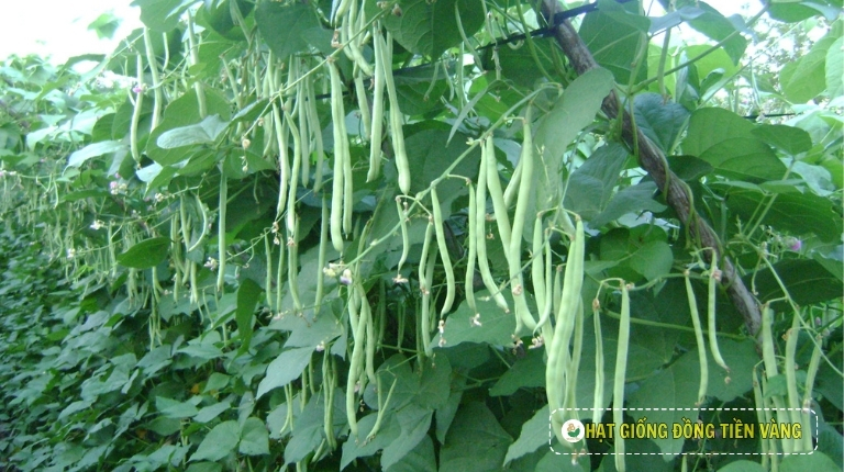 ĐẬ𝐔 𝐂𝐎𝐕𝐄 𝐂Ó 𝐓Á𝐂 𝐃Ụ𝐍𝐆 𝐆Ì? Ă𝐍 ĐẬ𝐔 𝐂𝐎𝐕𝐄 𝐂Ó 𝐓Ố𝐓 𝐊𝐇Ô𝐍𝐆?