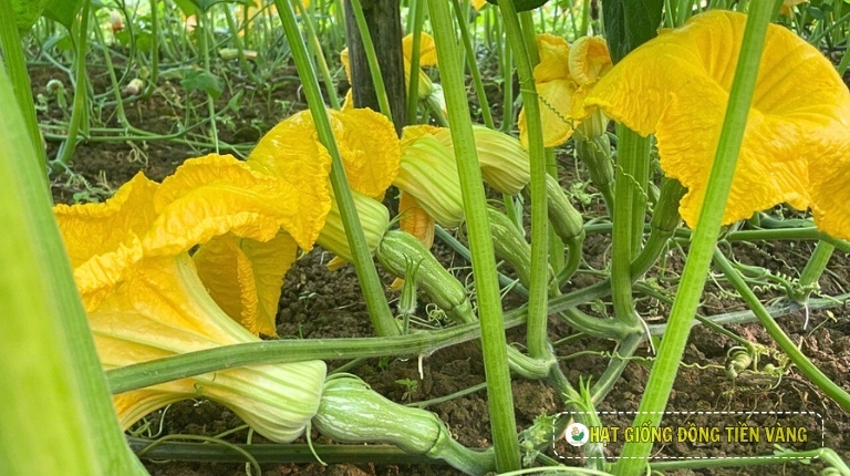 KỸ THUẬT TRỒNG BÍ ĐỎ LAI F1 - SUPER DREAM 63