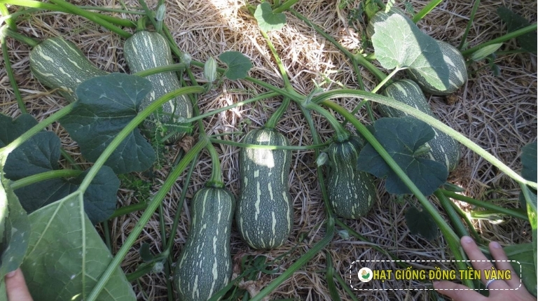 KỸ THUẬT TRỒNG BÍ ĐỎ LAI F1 - SUPER DREAM 59