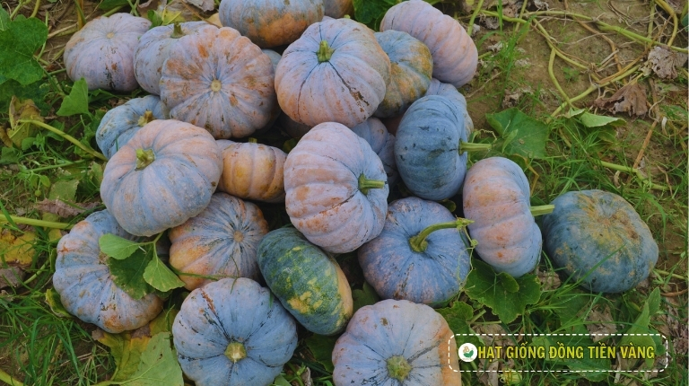 KỸ THUẬT TRỒNG BÍ ĐỎ TRÁI TRÒN LAI F1 - SELINA 670