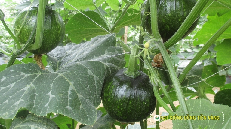 KỸ THUẬT TRỒNG BÍ ĐỎ ĂN NON LAI F1 - GREEN BALL 104