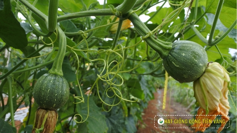 KỸ THUẬT TRỒNG BÍ ĐỎ ĂN NON LAI F1 - FRESH BALL 223