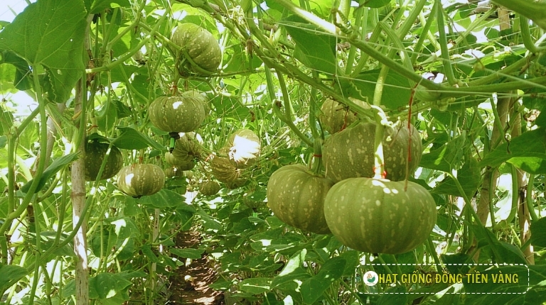 KỸ THUẬT TRỒNG BÍ ĐỎ TRÁI TRÒN LAI F1 - HOÀN CẦU 36