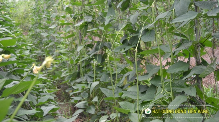 KỸ THUẬT TRỒNG ĐẬU ĐŨA - SNAKE N0.1