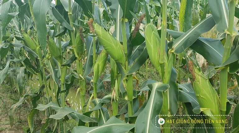 KỸ THUẬT TRỒNG BẮP NẾP LAI F1 - FUTURE 16