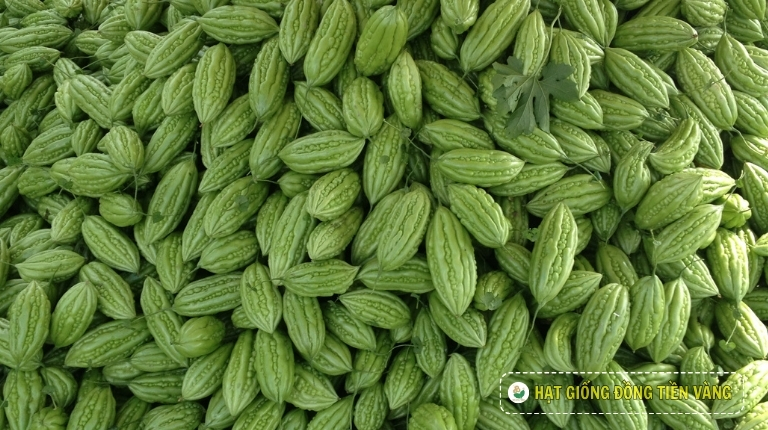 KỸ THUẬT TRỒNG KHỔ QUA LAI F1 - TLP 919